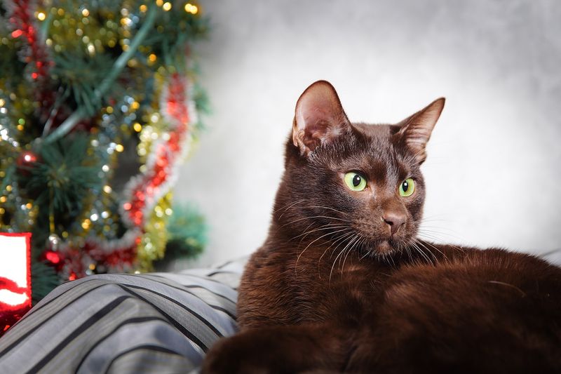 Distinctive Head Shape and Whiskers