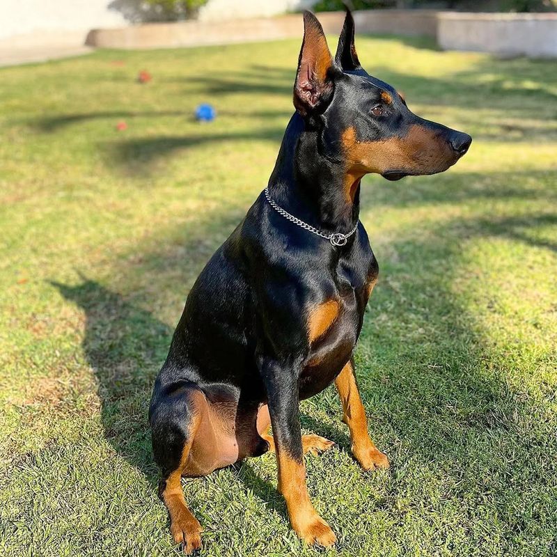 Doberman Pinscher