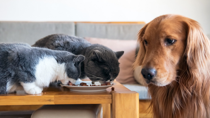 Dog Food for Cats: A Risky Choice or Just Fine?