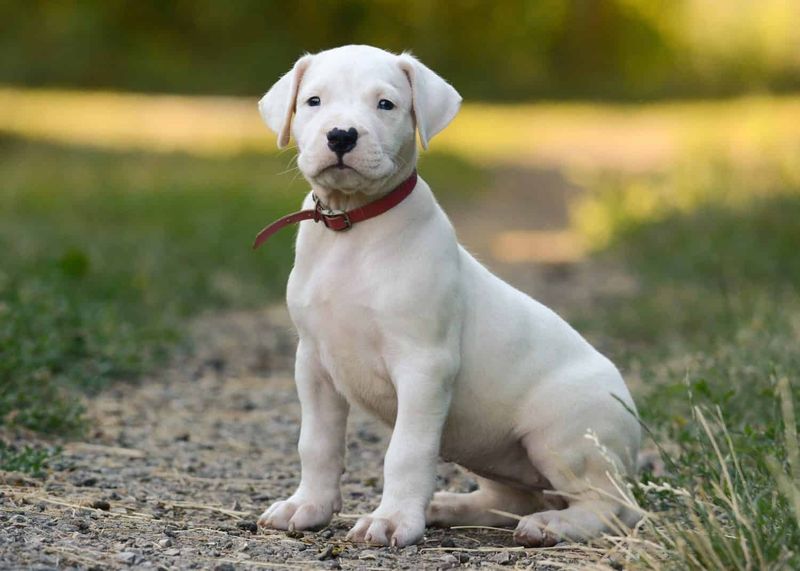 Dogo Argentino