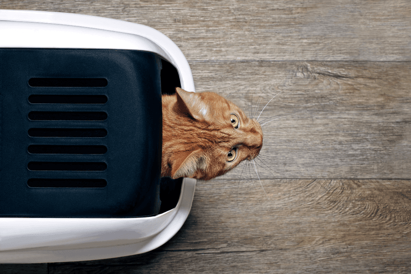 Easy-Access Litter Boxes