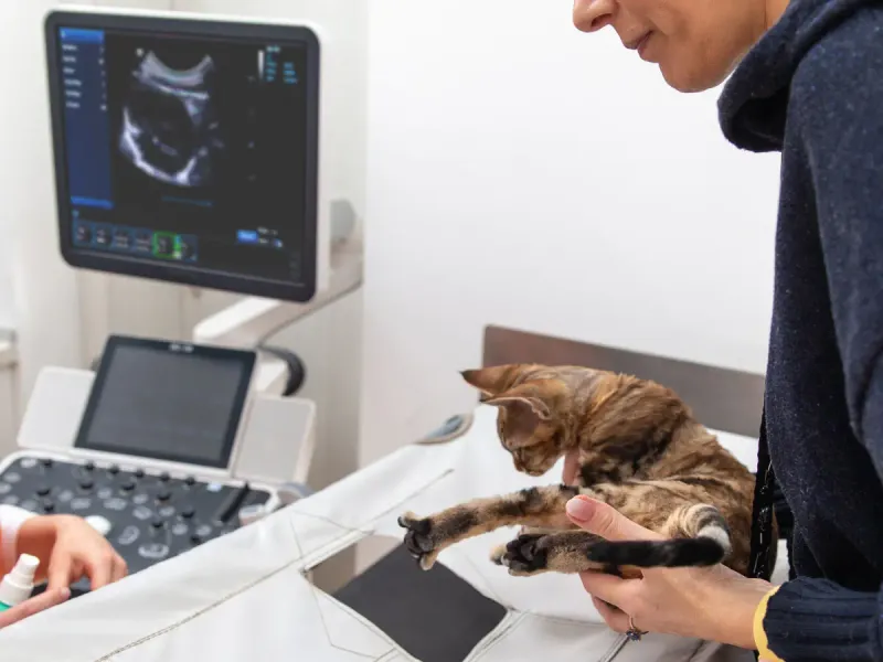 Echocardiography