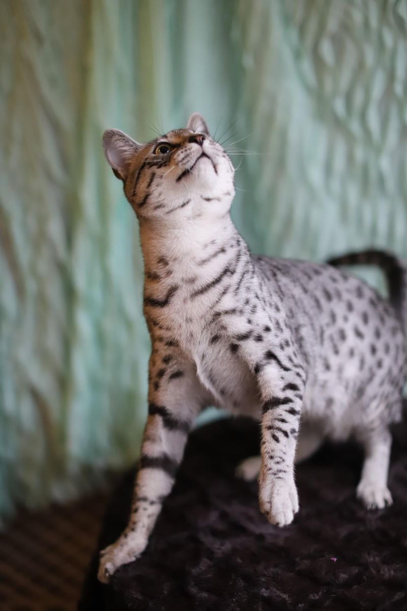 Egyptian Mau