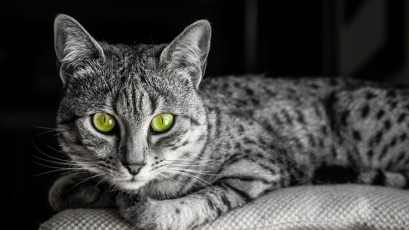 Egyptian Mau