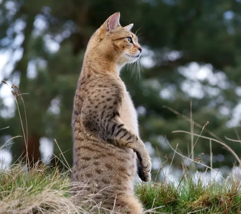 Egyptian Mau