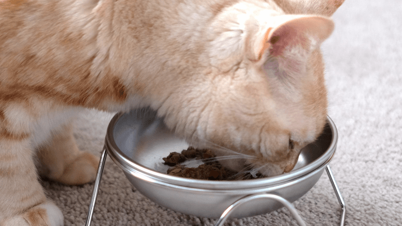 Elevated Food and Water Bowls