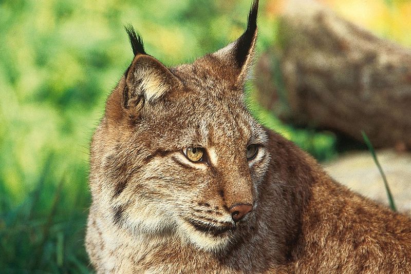 Eurasian Lynx