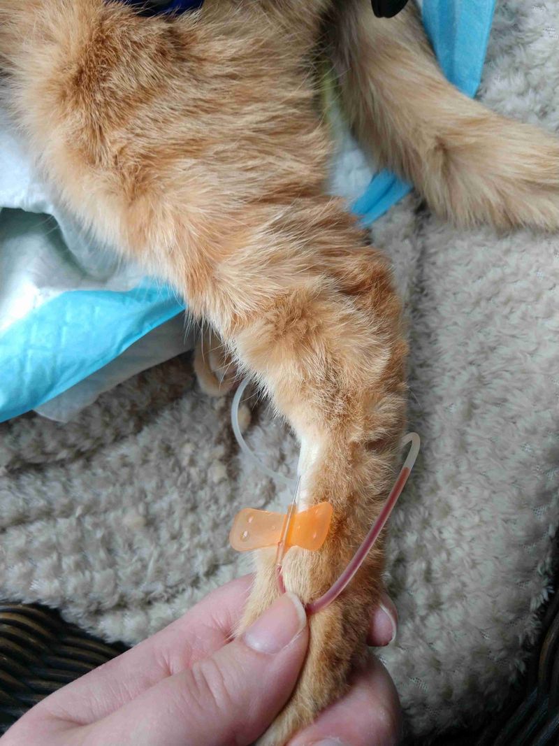 Euthanasia Is a Painless and Peaceful Process
