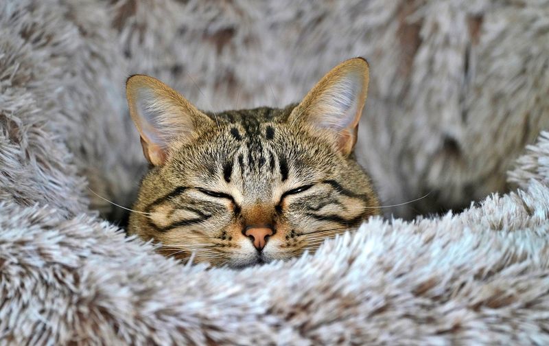 Excessive Purring