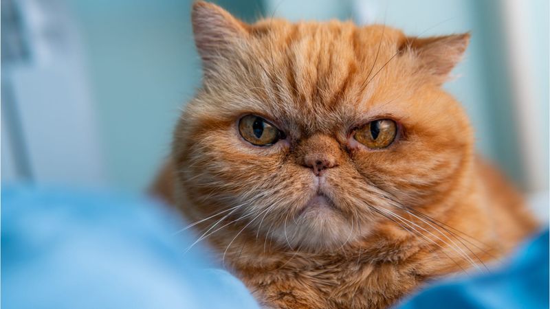 Exotic Shorthair