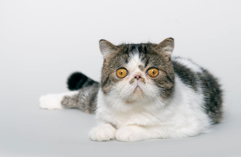 Exotic Shorthair