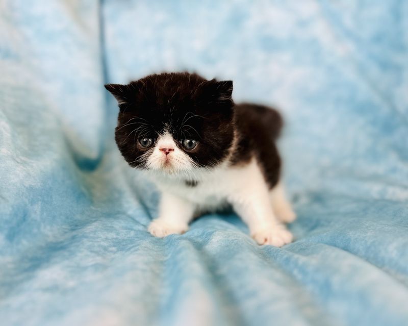 Exotic Shorthair