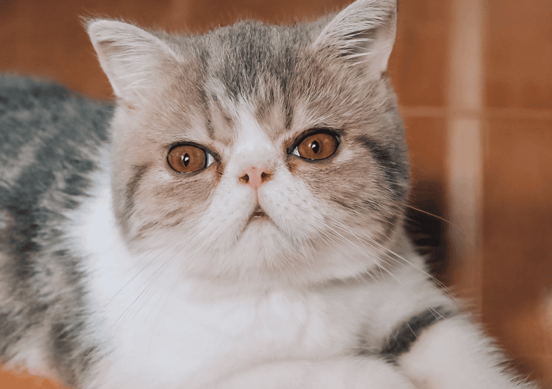 Exotic Shorthair