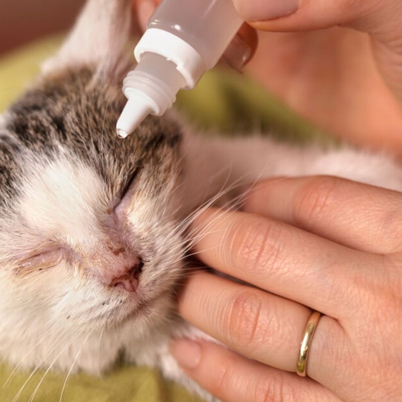 Eye Drops or Lubricating Gel