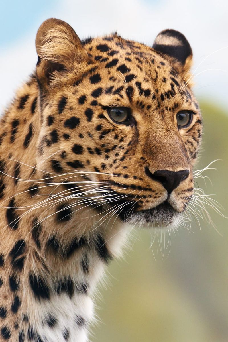 Facial Markings
