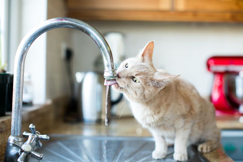Failing to Provide Fresh Water Regularly
