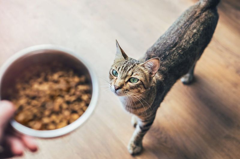 Feed Your Cat Lightly Before Travel