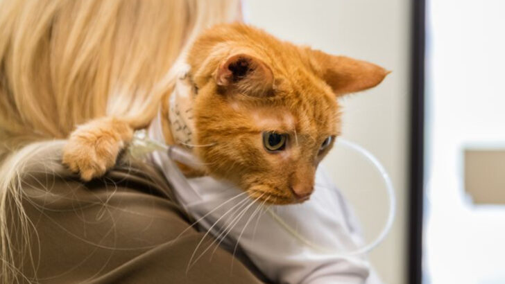 Feline Heartworm Disease: 15 Key Risks, Symptoms and Diagnosis Methods