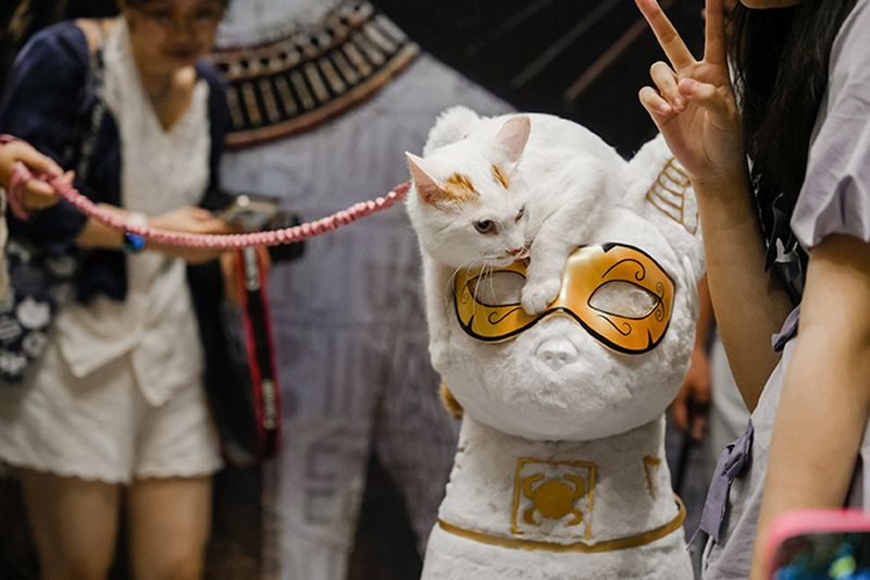 Find Local Cat Events & Meetups
