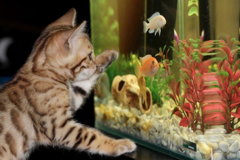 Fish (Aquarium Pets)