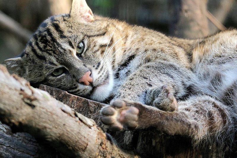 Fishing Cat