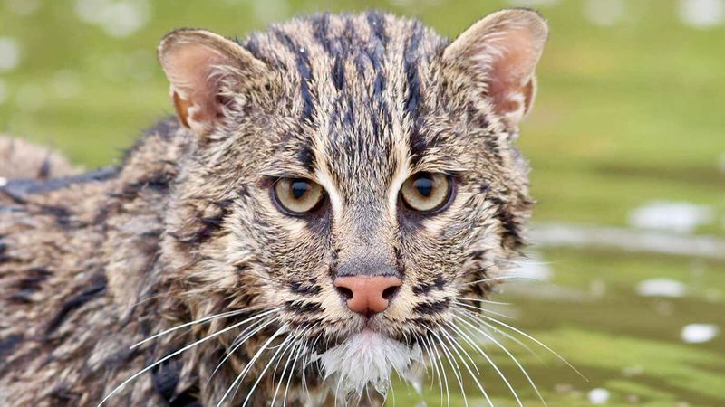 Fishing Cat