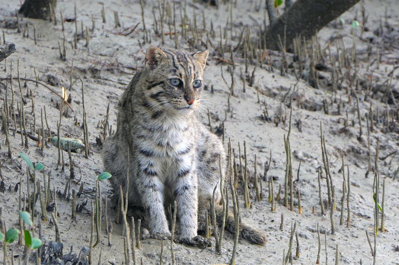 Fishing Cat (Prionailurus viverrinus – Himalayan populations)