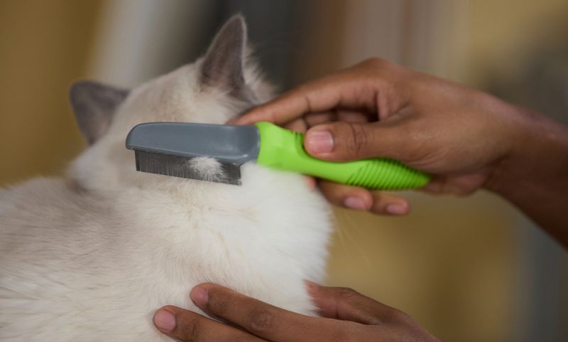 Flea Comb