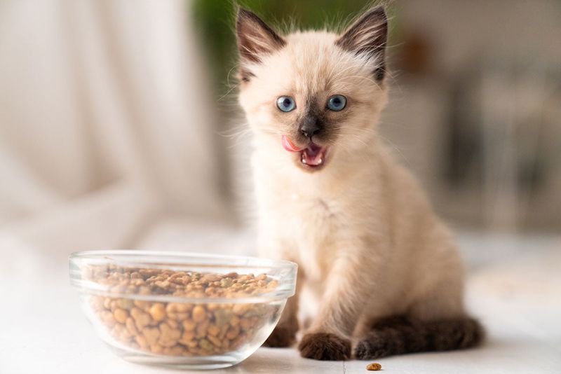 Food Aggression