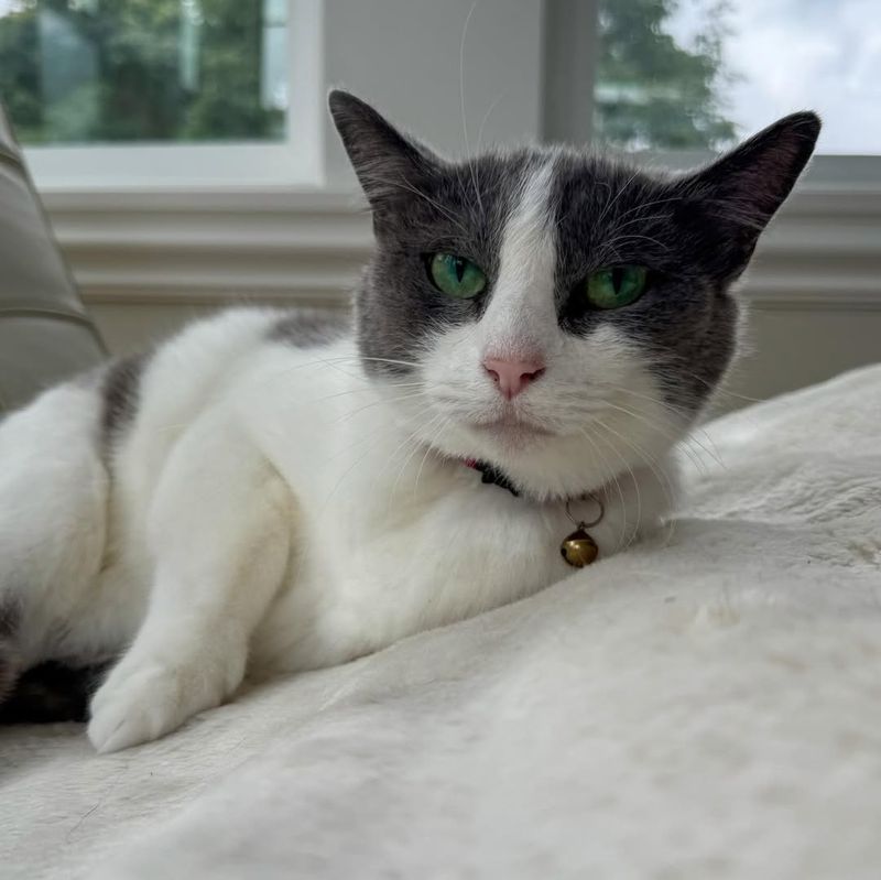 Get Expert Advice on Cat Care