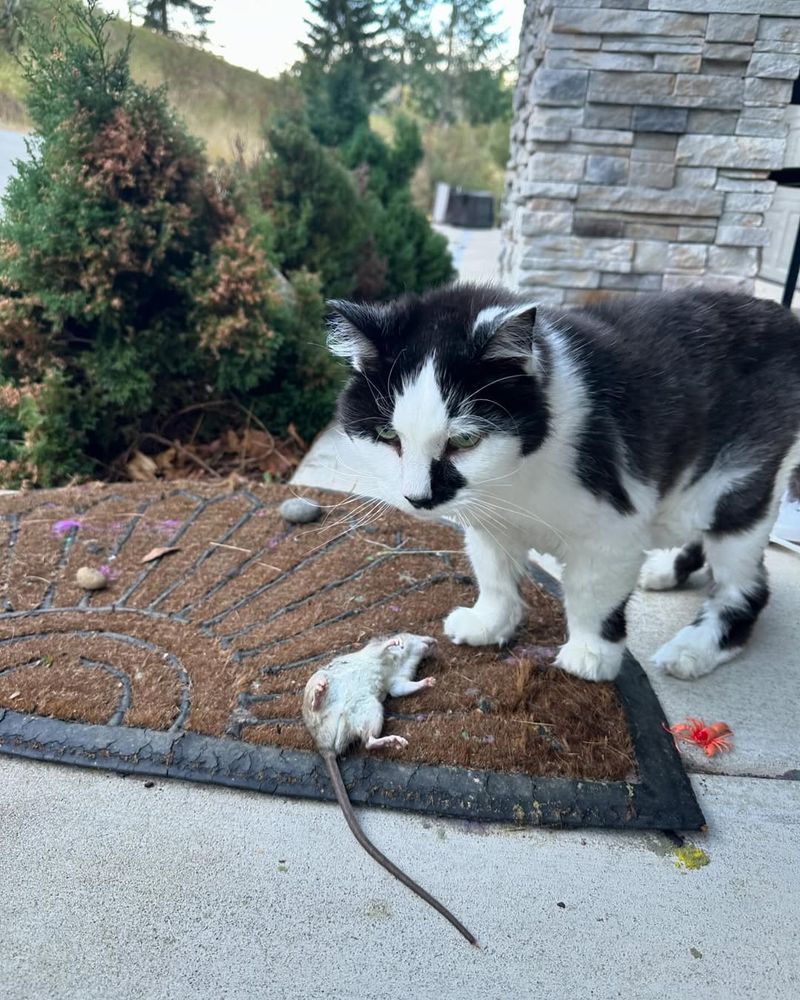 Gift-Giving Kitty Style