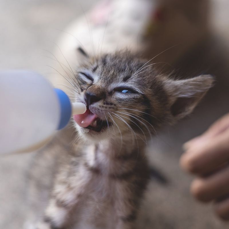 Goat’s Milk is Safer for Cats Than Cow’s Milk 