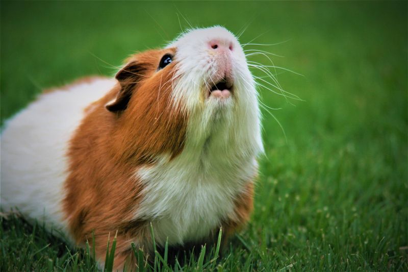 Guinea Pigs