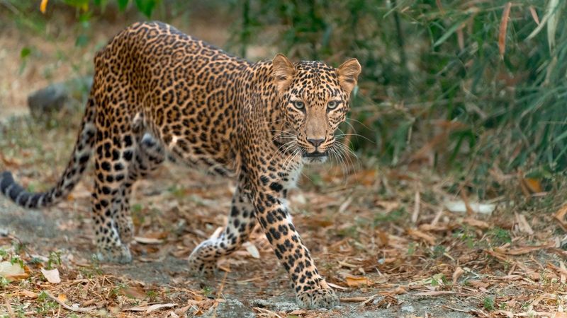 Habitat Preferences
