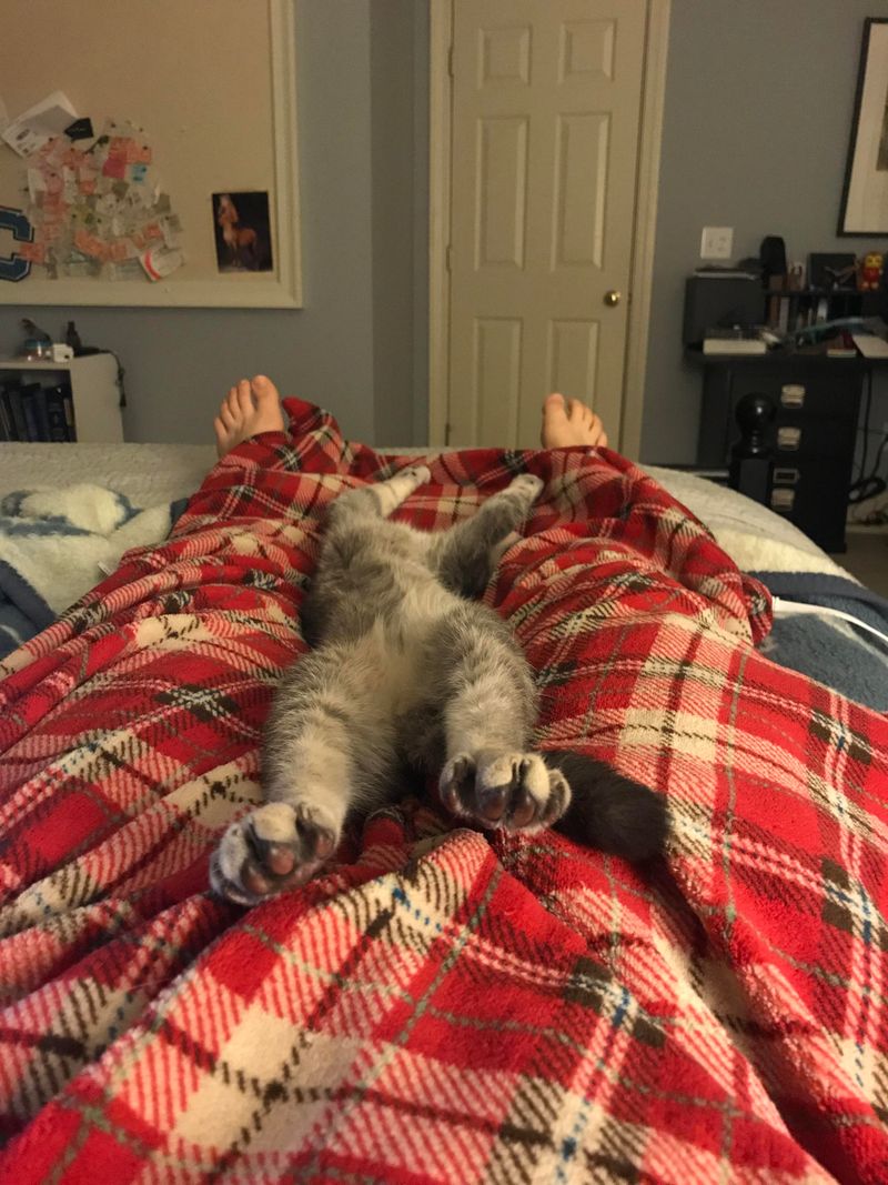 Heated Cat Blanket