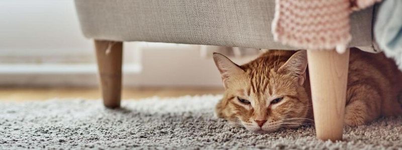 Heightened Sensitivity to Noise