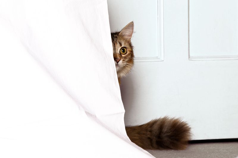 Hiding Behavior
