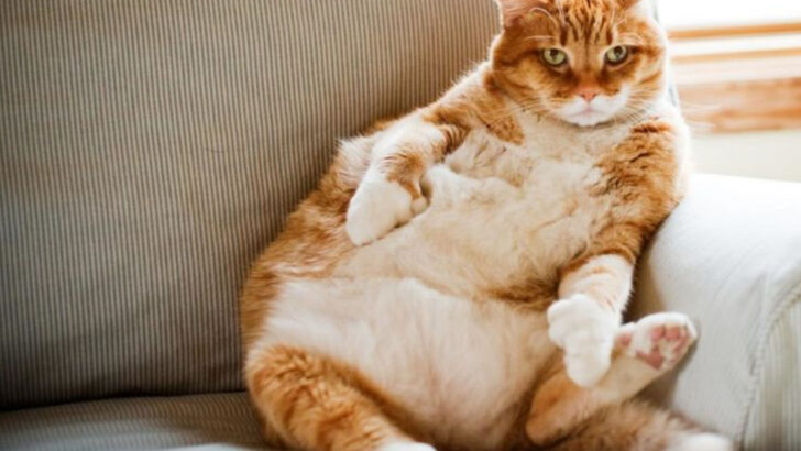 How Food Choices Influence These 7 Cat Illnesses
