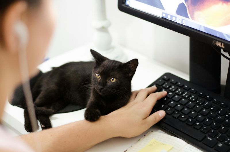 I don’t care about your Zoom call. I’m busy here!