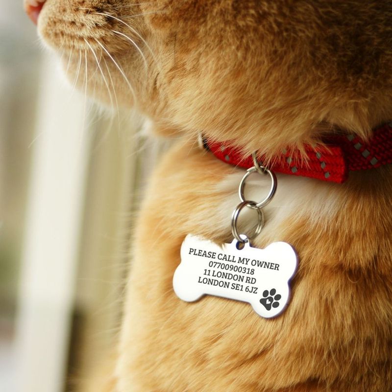 ID Tags and Microchips – Double Up on Safety