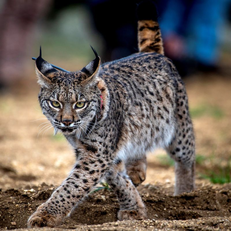 Iberian Lynx