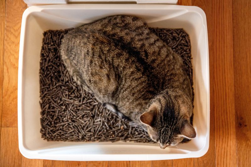 Impact on Litter Box Use