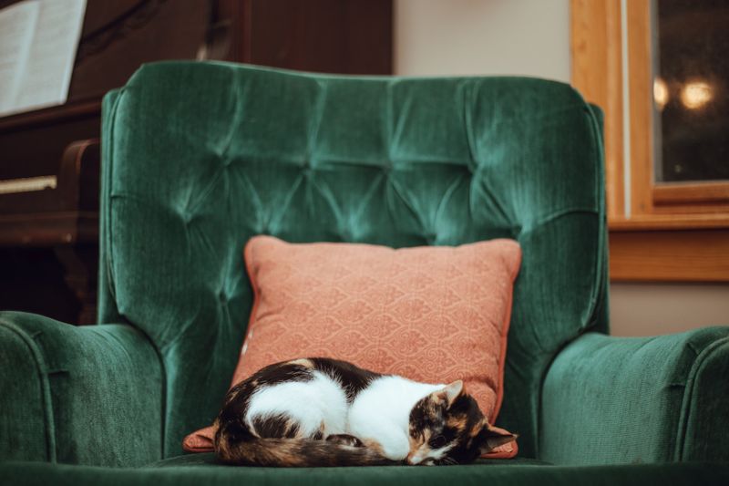In-Home Euthanasia Is an Option