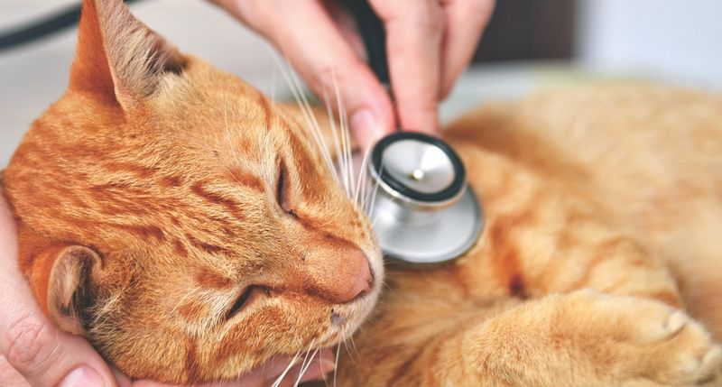 Inability to Provide Proper Veterinary Care