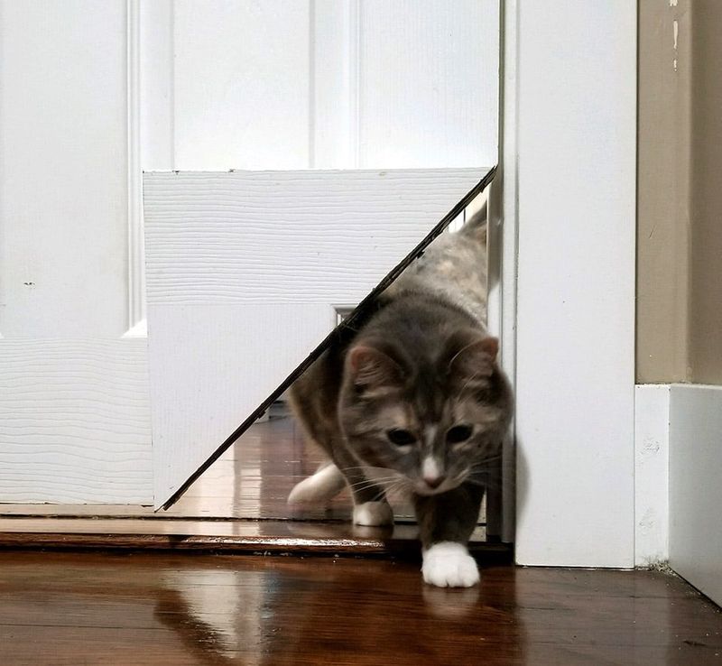 Install Cat Door with Escape Access
