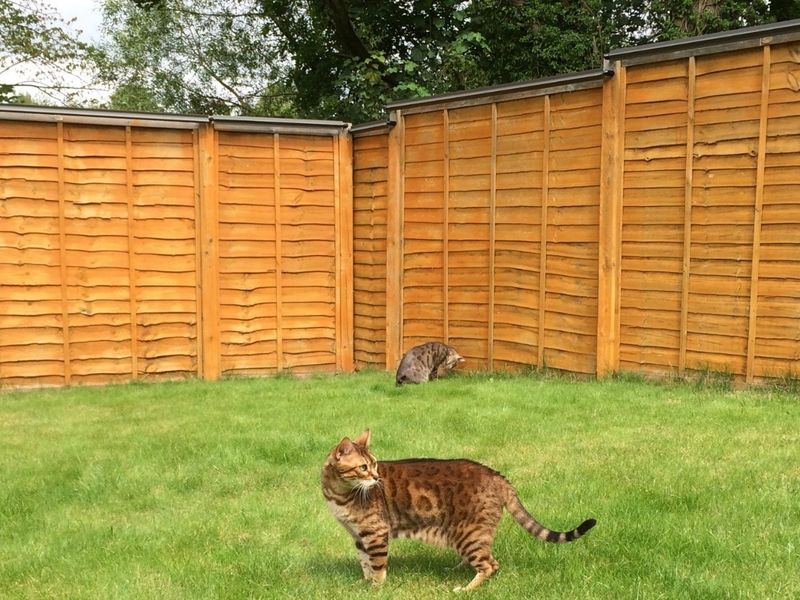Stop Your Cat From Getting Into Trouble 15 Ways To Keep Your Garden Safe
