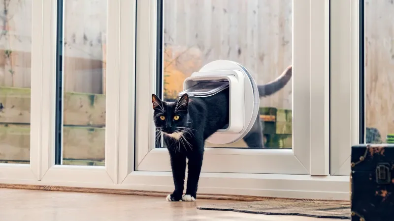 Install a Cat Door