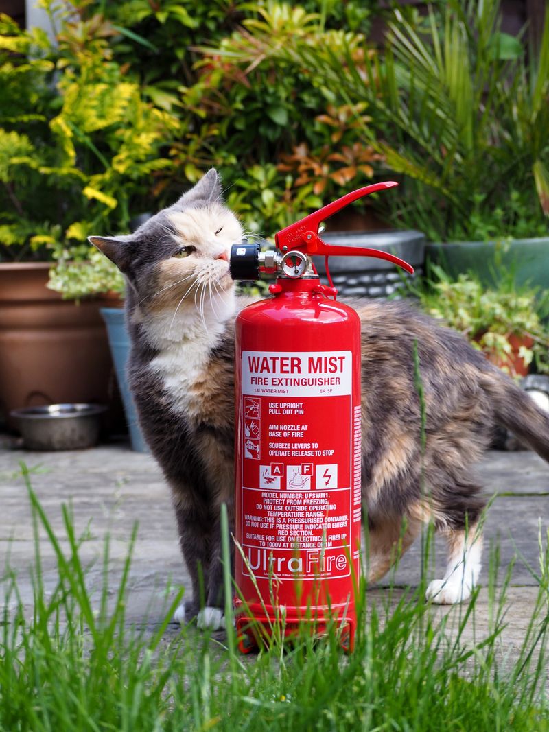 Install a Pet Alert System