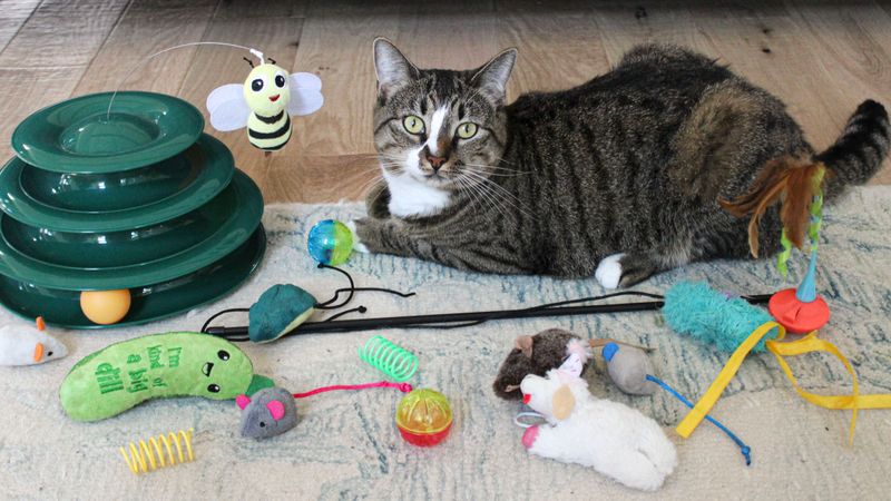 Interactive Cat Toys