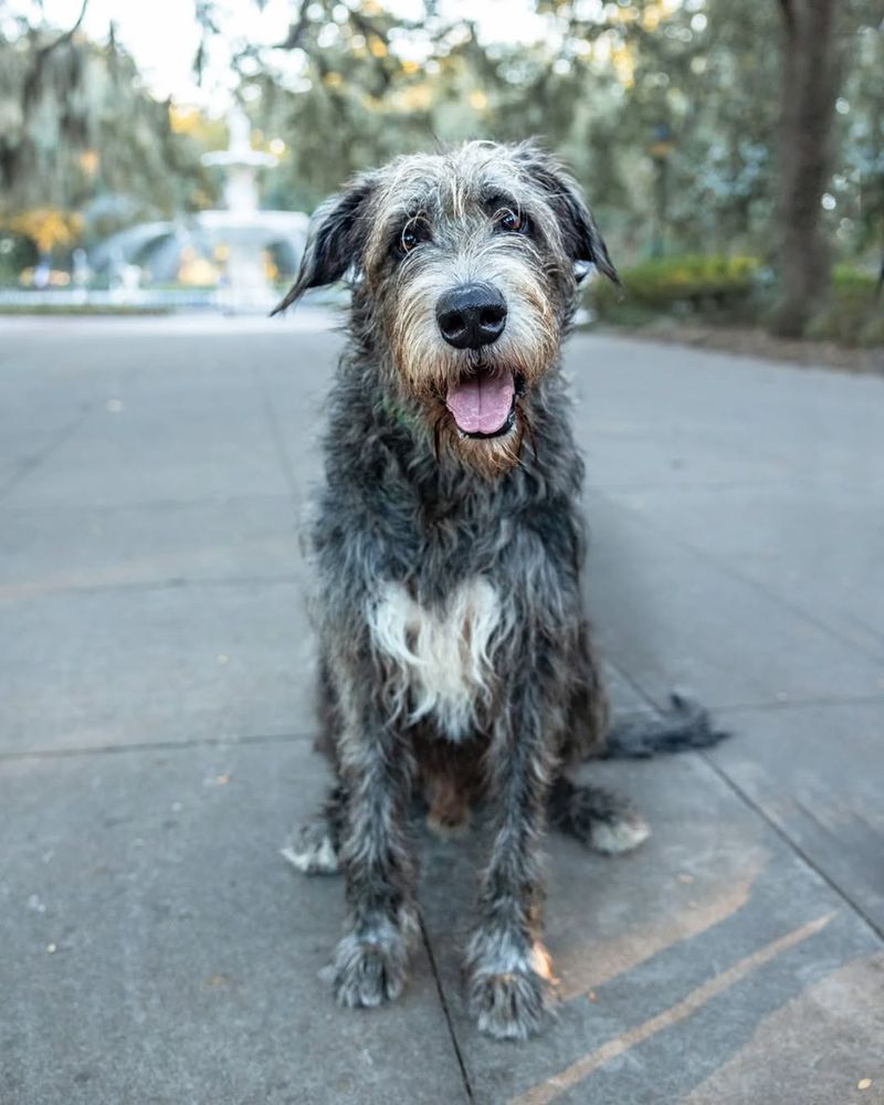 Irish Wolfhound